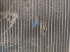 IMG-20190620-WA0011